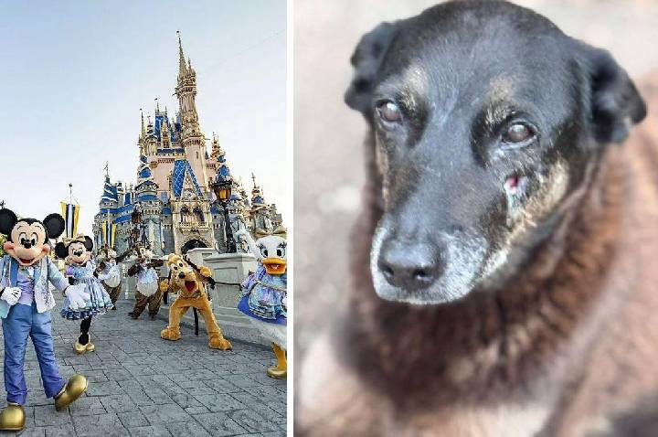 Criminosos suspeitos de matar cachorro em Florianópolis viajam para a Disney após crime