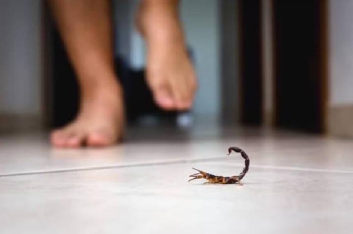 Picada de escorpião: como agir rápido pode salvar vidas