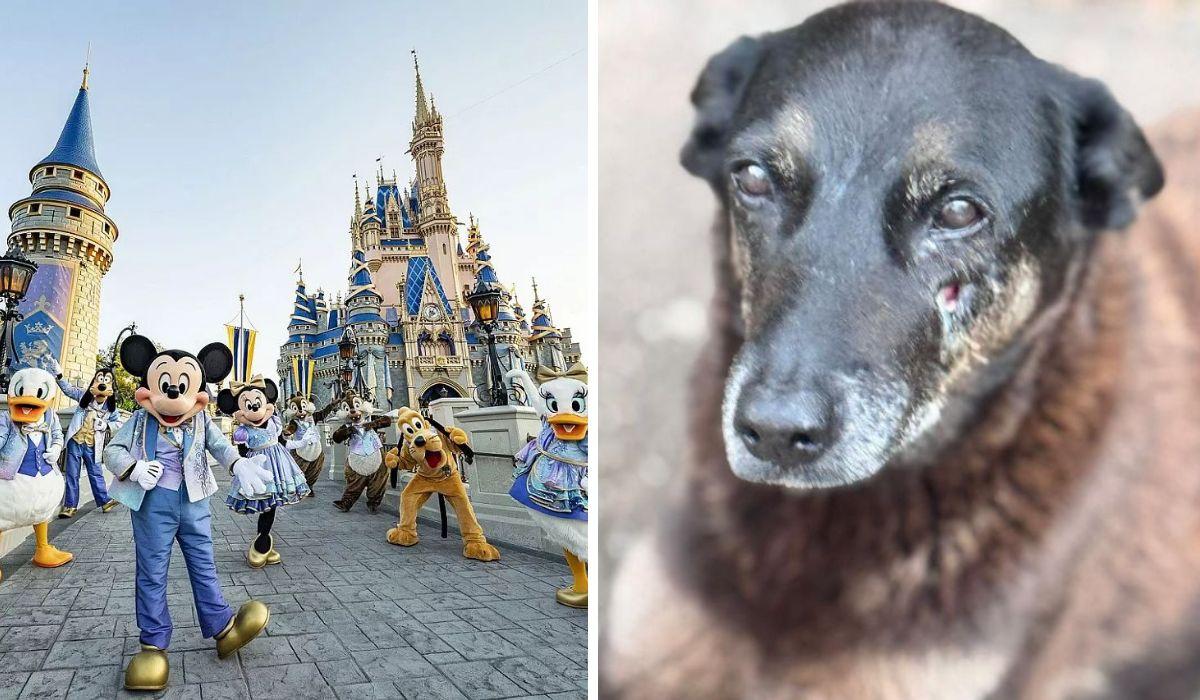 Criminosos suspeitos de matar cachorro em Florianópolis viajam para a Disney após crime